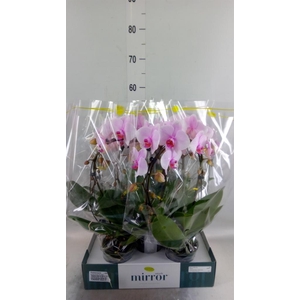 Phalaenopsis   ...rose