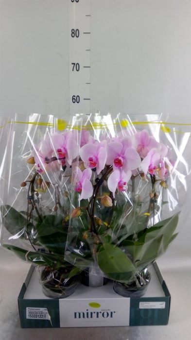 <h4>Phalaenopsis   ...rose</h4>