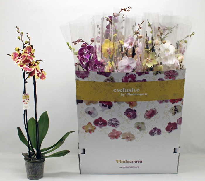 <h4>Phal Gem 10 Kl</h4>