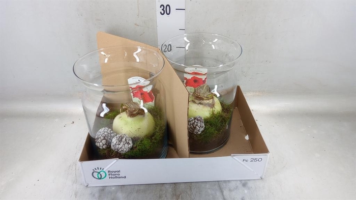 <h4>Arr.   Tuinplanten L%</h4>