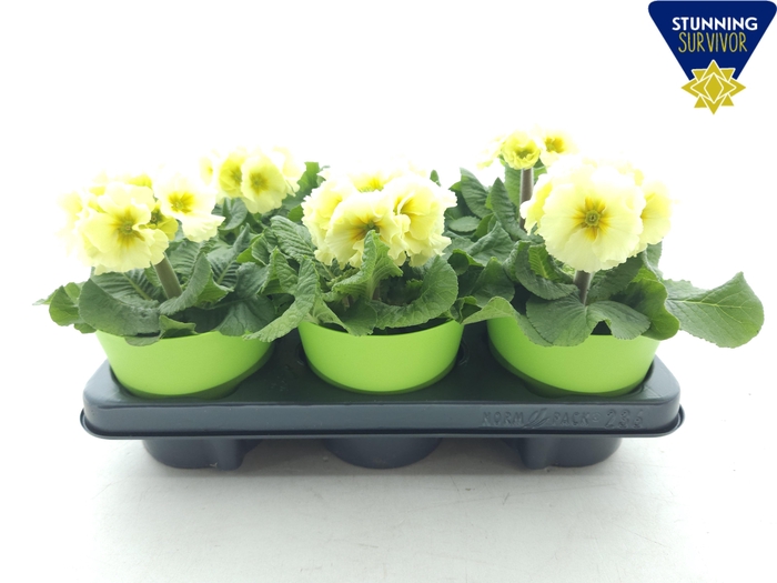 <h4>PRIM EL SIBEL LIME</h4>