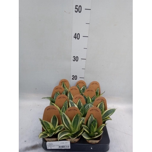 Sansevieria trifa. 'Golden Hahnii'