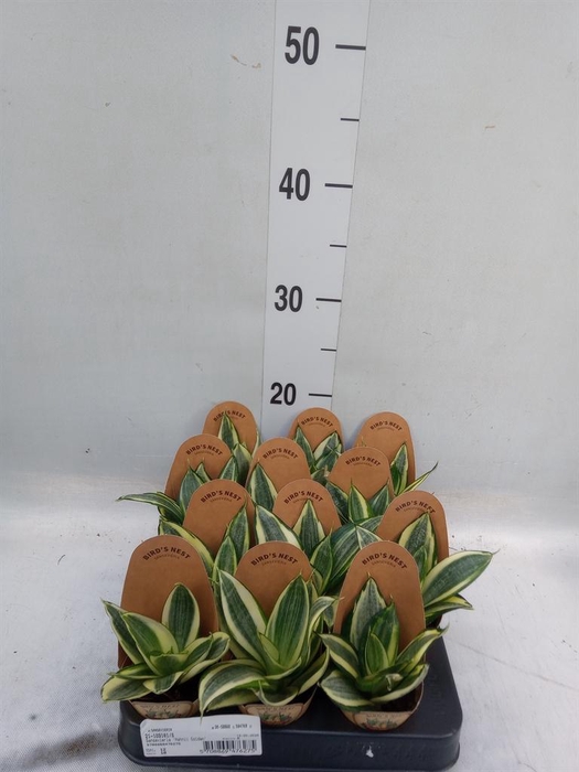 <h4>Sansevieria trifa. 'Golden Hahnii'</h4>