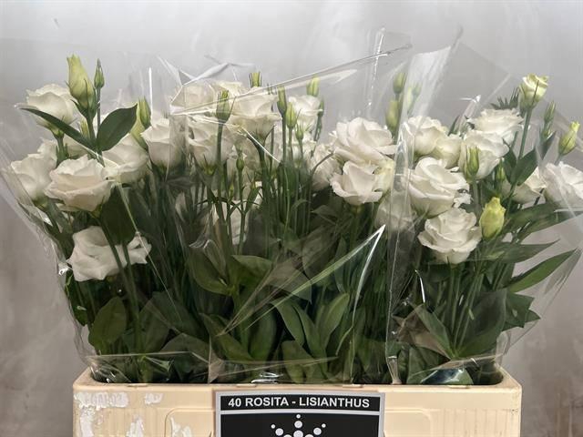 <h4>EUS G ROSI  WHITE</h4>