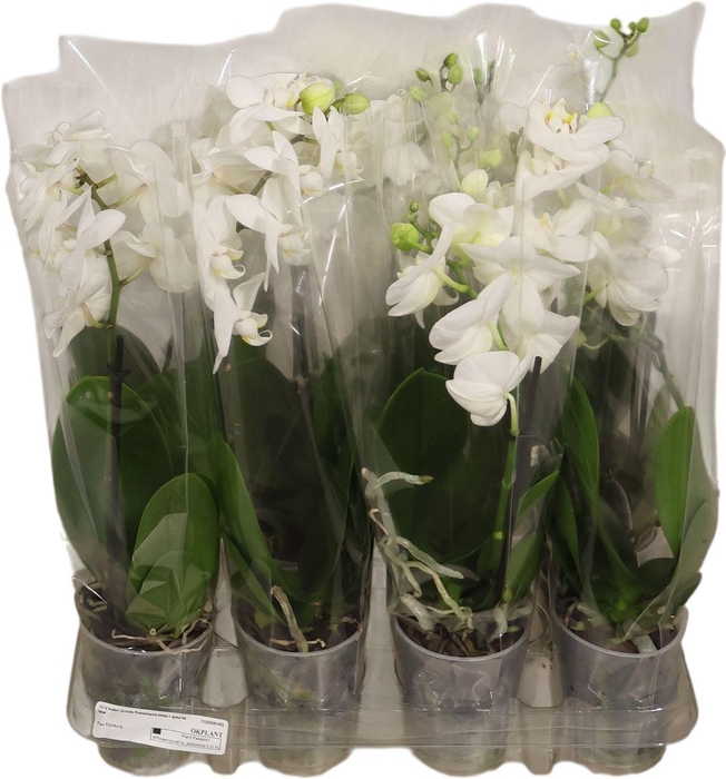 <h4>Phal Kolibri Wit 1 Tak</h4>