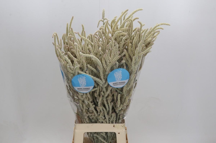 <h4>Amaranthus Yearming Desert</h4>