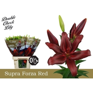 Lilium LA Forza Red