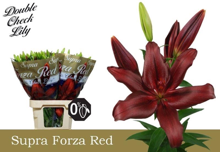 <h4>Lilium LA Forza Red</h4>