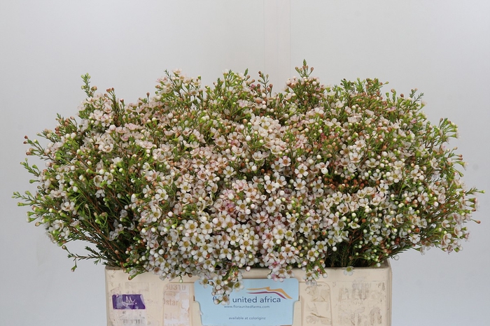 <h4>Chamelaucium Morning Delight</h4>
