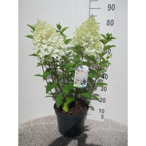 Hydrangea pan. Silver Dollar 50-60 P26