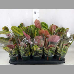 Maranta leuc. 'Fascinator'