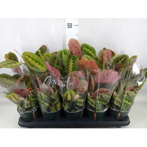 Maranta leuc. 'Fascinator'