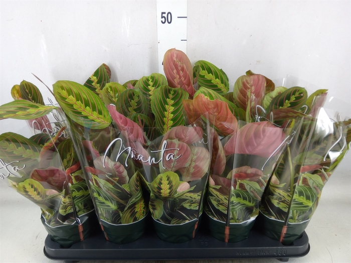 <h4>Maranta leuc. 'Fascinator'</h4>