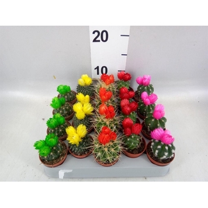 Cactus   ...decorated