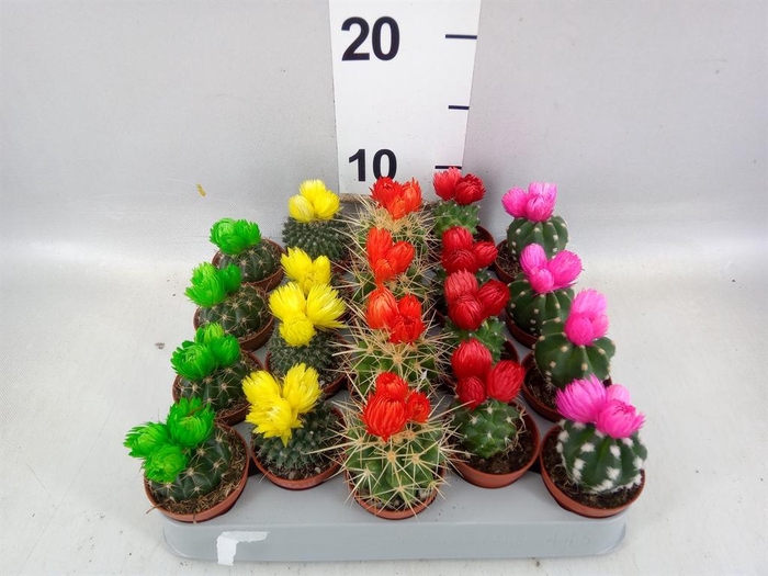 <h4>Cactus   ...decorated</h4>