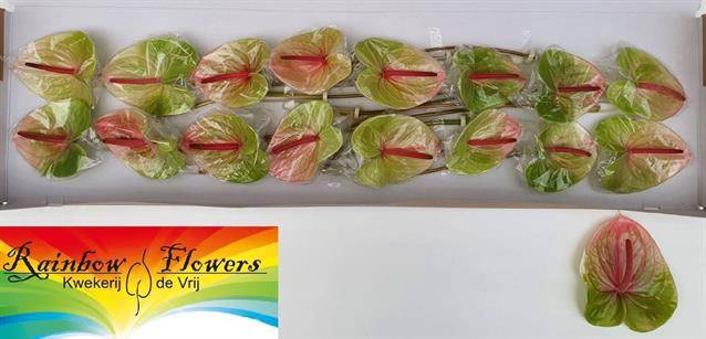 <h4>Anthurium avo danielle</h4>