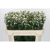 Aster White Gypsy