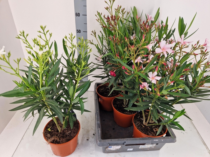 <h4>NERI OLEANDER</h4>