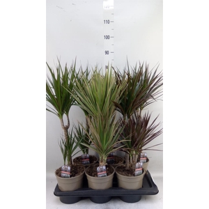 Dracaena   ...mix