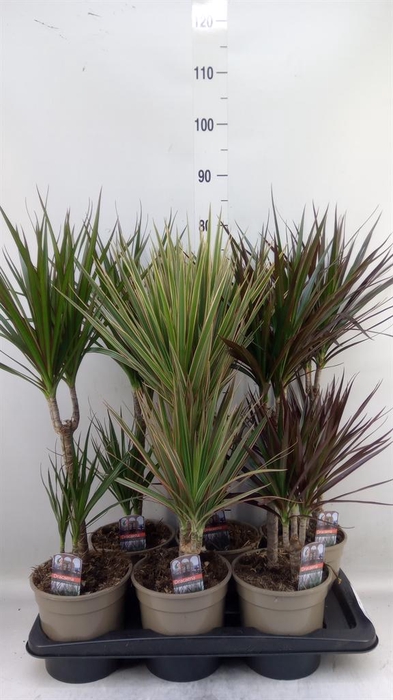 <h4>Dracaena   ...mix</h4>
