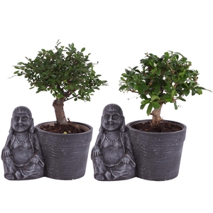 Bonsai Indoor Mix Ø12cm Ball Shape in Ceramic Buddha Ø21cm