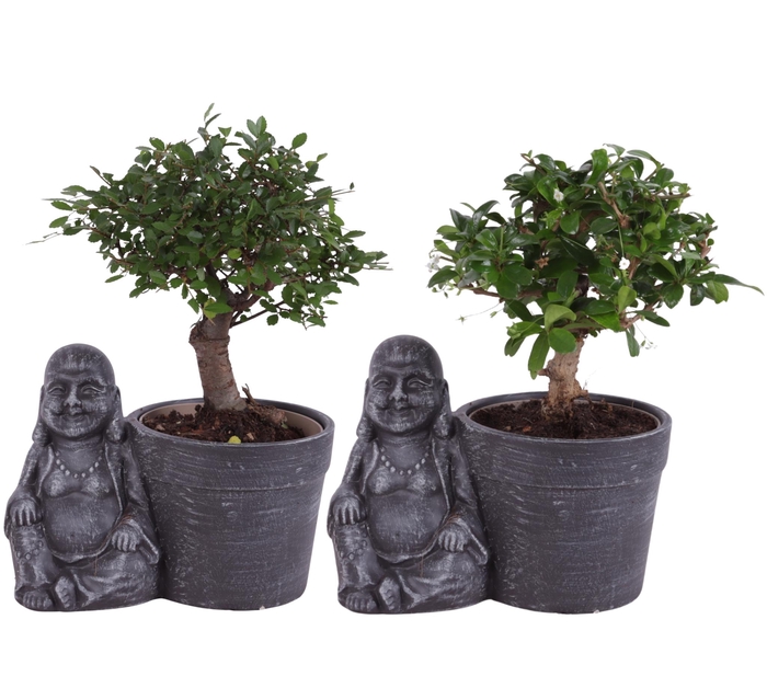 <h4>Bonsai Indoor Mix Ø12cm Ball Shape in Ceramic Buddha Ø21cm</h4>