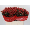 Hypericum True Romance