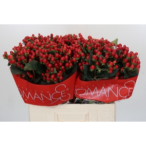 Hypericum True Romance