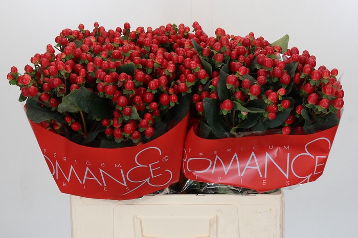 Hypericum True Romance