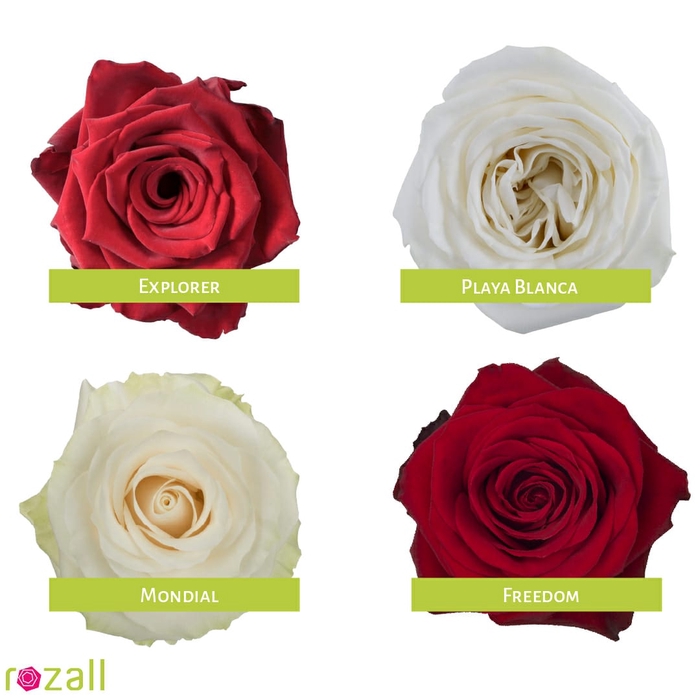 <h4>Colis Roses Rouge & Blanc 60cm EC x 100 Tiges</h4>