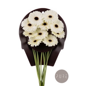 Gerbera White House Water x40