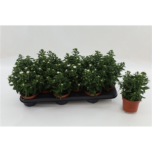 Aster Starletta White
