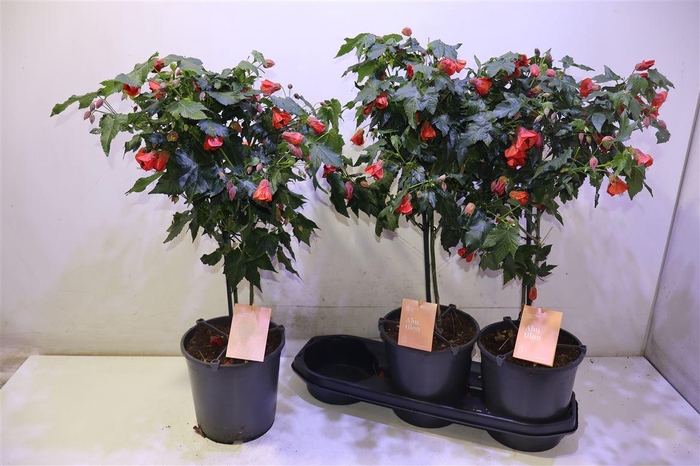 <h4>Abut Red Trumpet</h4>