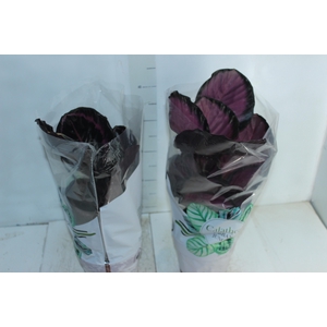 CALATHEA P17 VARIADO