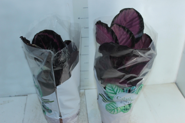 <h4>CALATHEA P17 VARIADO</h4>