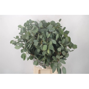 Euc Populus Blad Per Bunch 300 Gram