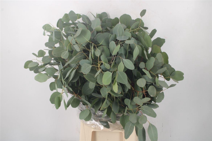 <h4>Euc Populus Blad Per Bunch 300 Gram</h4>