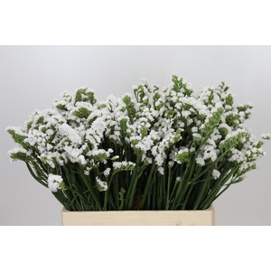Limonium Sinuatum Glacier White