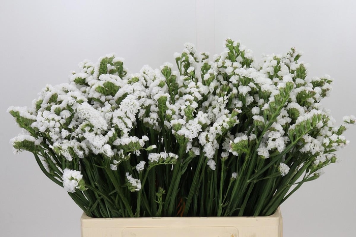 <h4>Limonium Sinuatum Glacier White</h4>