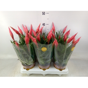 Vriesea  'Astrid'