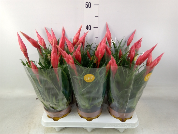 <h4>Vriesea  'Astrid'</h4>