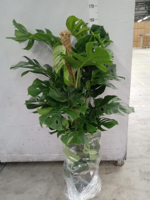 <h4>Monstera pertusum</h4>