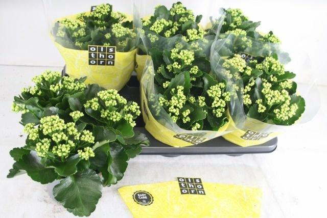 arr8 Kal B Ge C Piaff