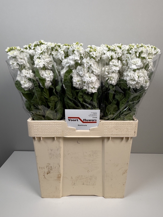 <h4>MATTH STOX WHITE</h4>