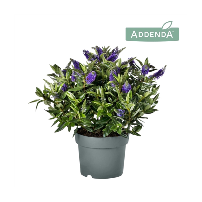 <h4>Hebe Addenda® Donna Britta P19</h4>