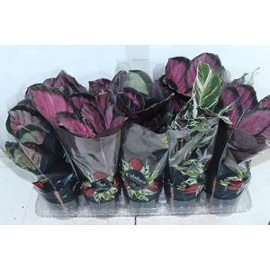 CALATHEA P12 VARIADO PREMIUM