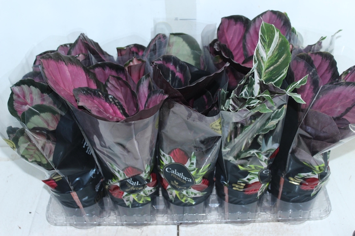 <h4>CALATHEA P12 VARIADO PREMIUM</h4>