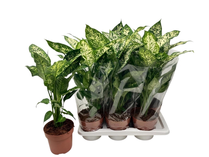 <h4>DIEFF COMPACTA</h4>