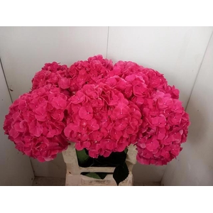 HYDR M GLOWING ALPS
