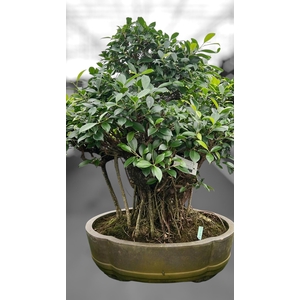 Ficus retusa, pot 49cm. Height 80cm.( single item)